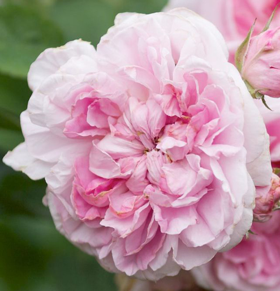 AUSGLISTEN (COTTAGE ROSE)