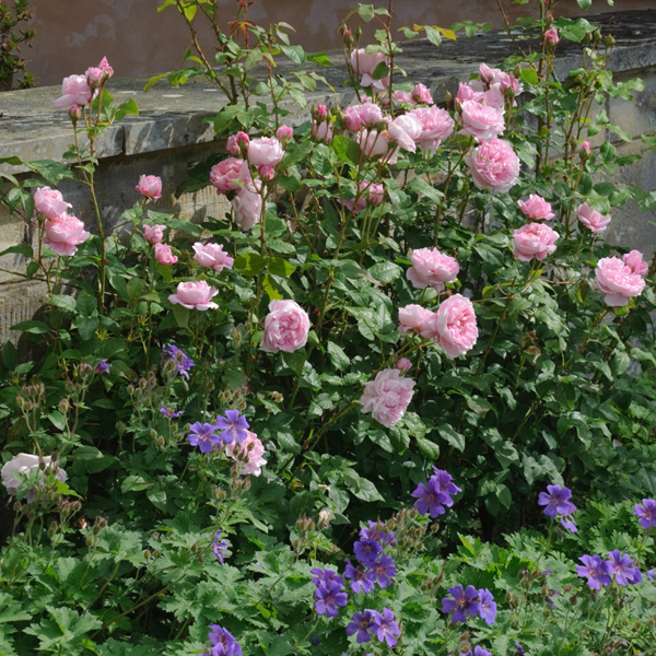 AUSGLISTEN (COTTAGE ROSE)