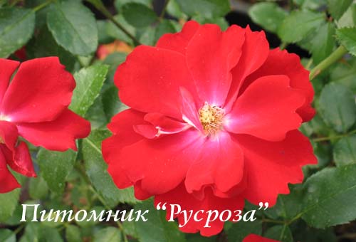 AUSTRIANA (TANANAISTRUA)