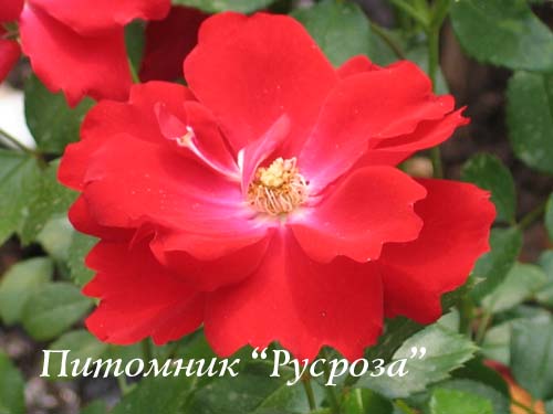 AUSTRIANA (TANANAISTRUA)