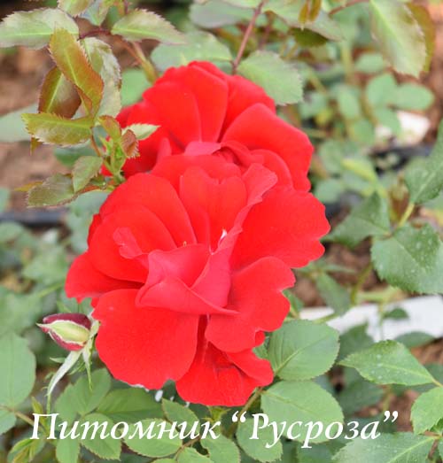 AUSTRIANA (TANANAISTRUA)