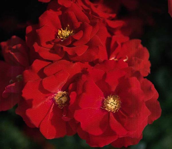 AUSTRIANA (TANANAISTRUA)