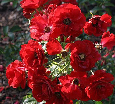 AUSTRIANA (TANANAISTRUA)