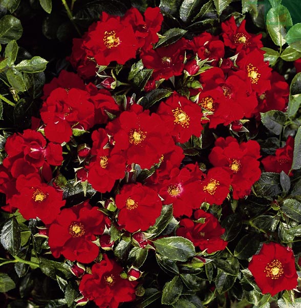 AUSTRIANA (TANANAISTRUA)