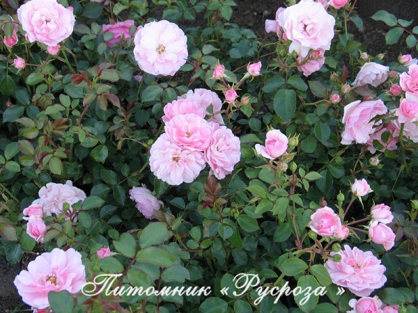 BONICA (MEIDOMONAC) ШТ 110-120