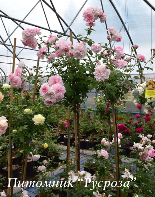 BONICA (MEIDOMONAC) ШТ 60-70