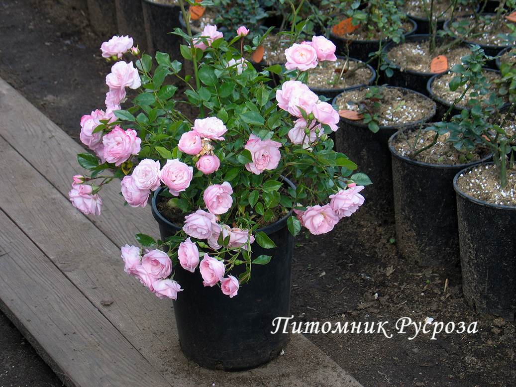 BONICA (MEIDOMONAC) ШТ 60-70