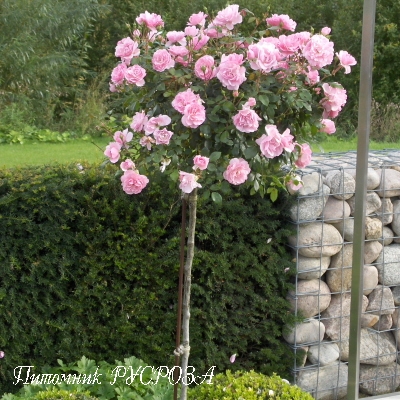 BONICA (MEIDOMONAC) ШТ 60-70