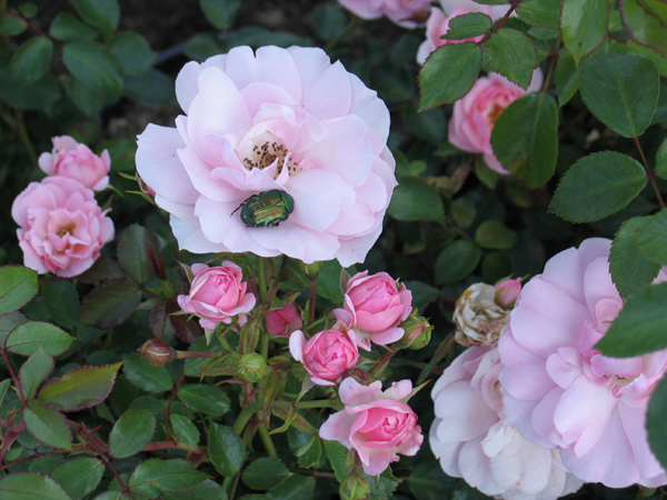 BONICA (MEIDOMONAC) ШТ 80-100