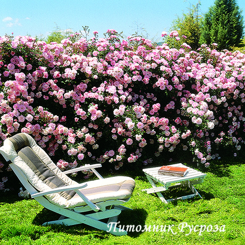 BONICA (MEIDOMONAC) ШТ 80-100