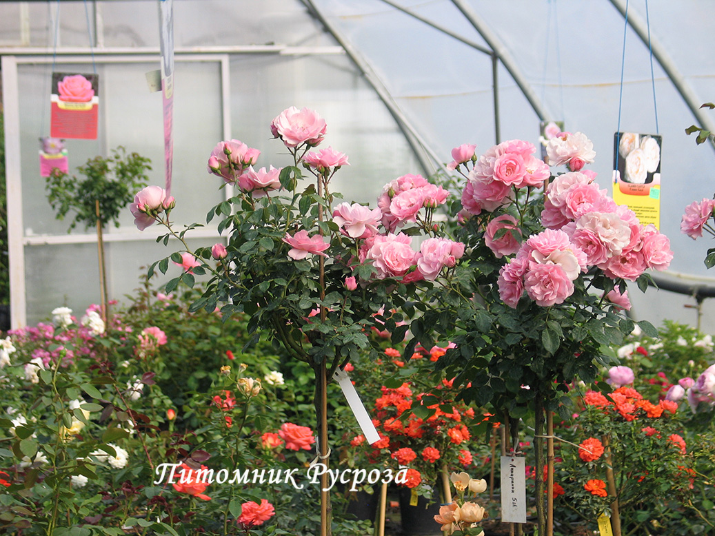 BONICA (MEIDOMONAC) ШТ 80-100