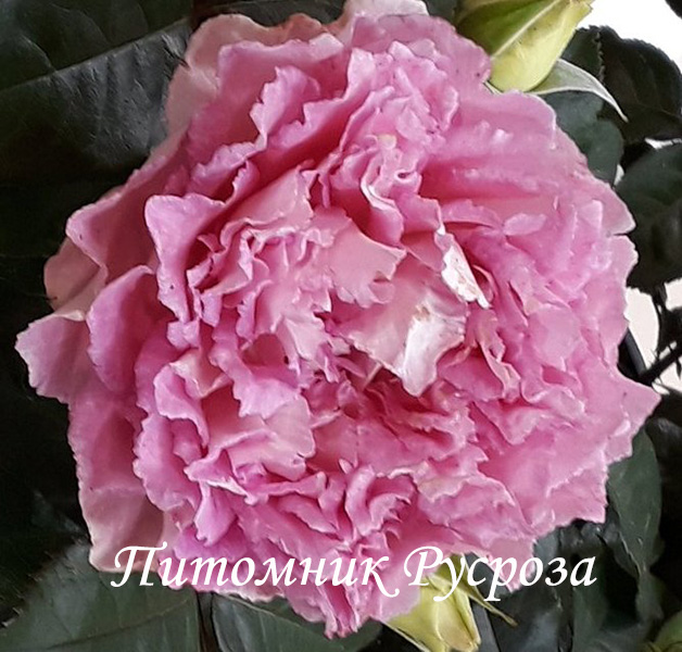BORNEO ODORE ШТ 80-90