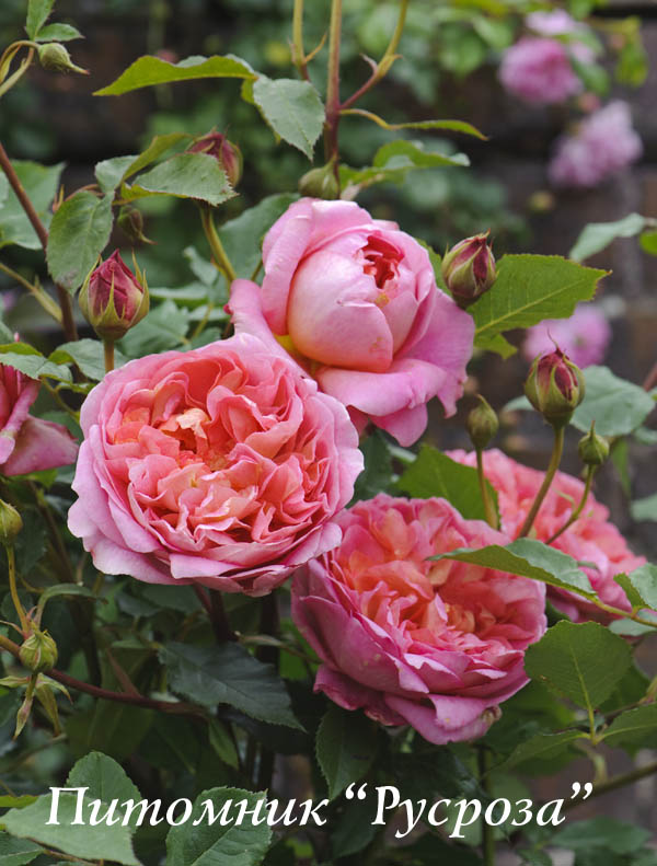 BOSCOBEL ШТ 100-110