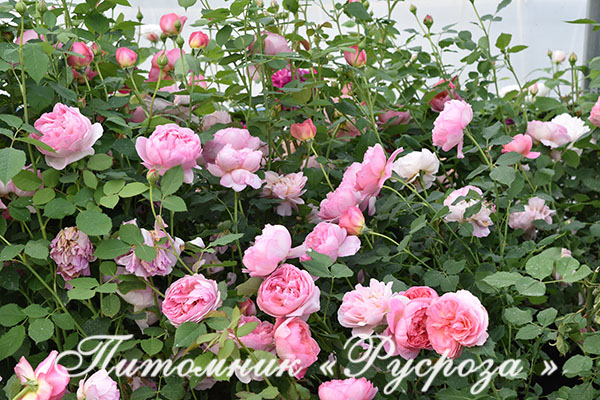 BOSCOBEL ШТ 80-90