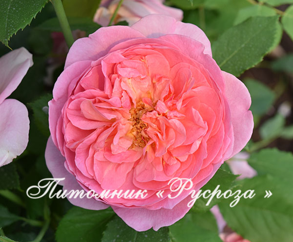 BOSCOBEL ШТ 80-90