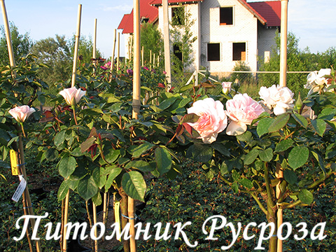 A WHITER SHADE OF PALE ШТ 80-90