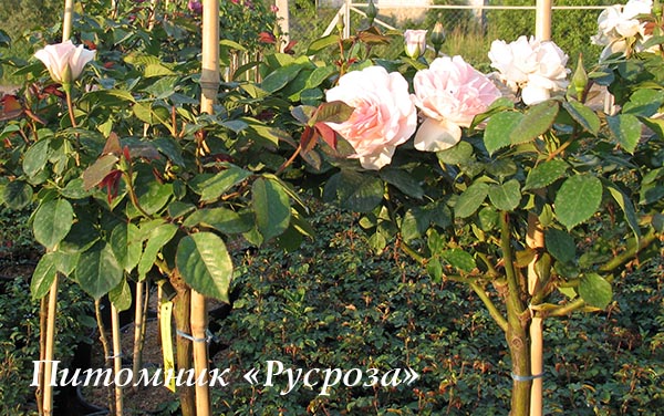 A WHITER SHADE OF PALE ШТ 80-90