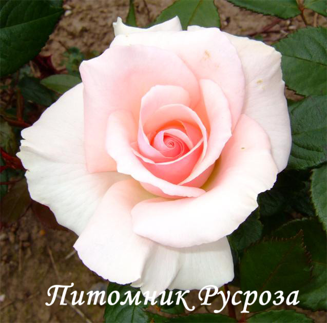 A WHITER SHADE OF PALE ШТ 80-90