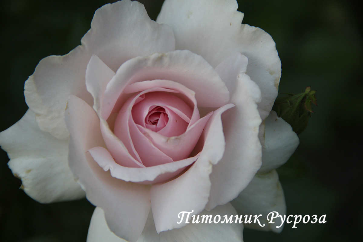 A WHITER SHADE OF PALE ШТ 80-90