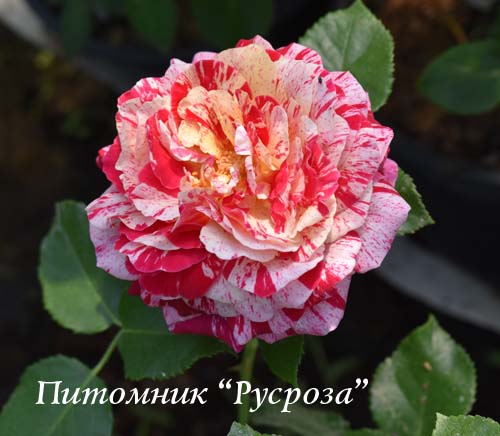 ABRACADABRA 2014 ШТ 80-100