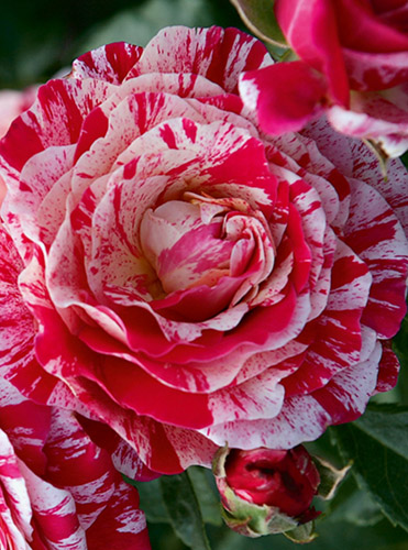 ABRACADABRA 2014 ШТ 80-100