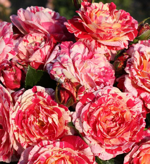 ABRACADABRA 2014 ШТ 80-100