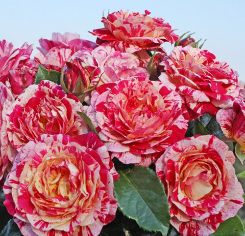 ABRACADABRA 2014 ШТ 80-100