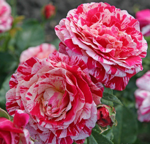 ABRACADABRA 2014 ШТ 70-80