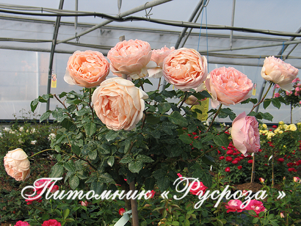 ABRAHAM DARBY ШТ 80-90