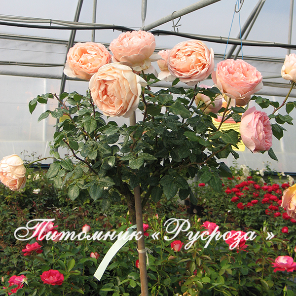 ABRAHAM DARBY ШТ 80-90