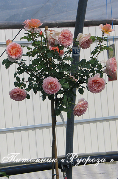 ABRAHAM DARBY ШТ 80-90