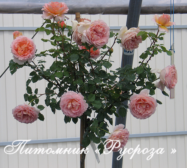 ABRAHAM DARBY ШТ 80-90