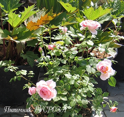 ABRAHAM DARBY ШТ 80-90