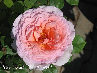 ABRAHAM DARBY ШТ 80-90