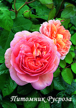 ABRAHAM DARBY ШТ 80-90