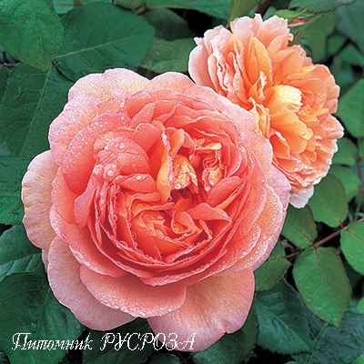 ABRAHAM DARBY ШТ 80-90