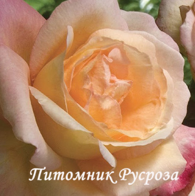 ACAPULCO ШТ 80-110