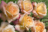 ACAPULCO ШТ 80-110