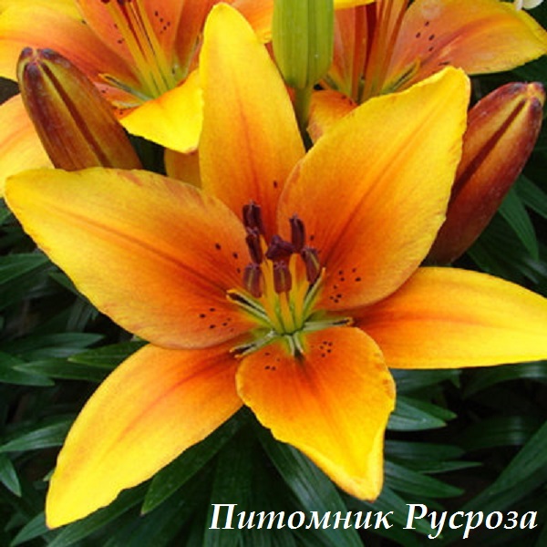 Лилия Азиатская 