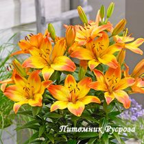 Лилия Азиатская 