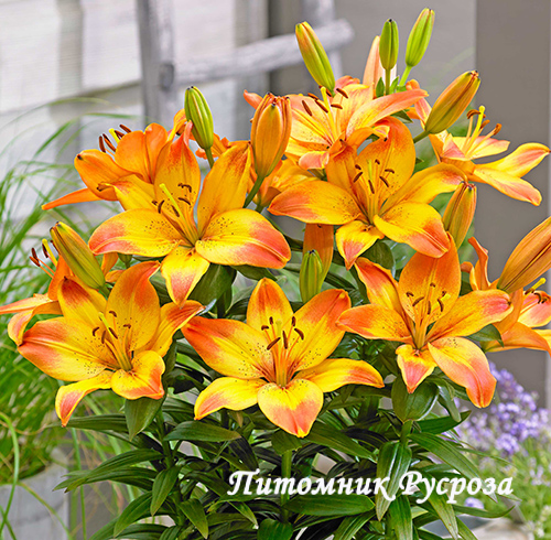 Лилия Азиатская 