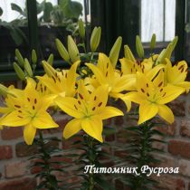 Лилия Азиатская 