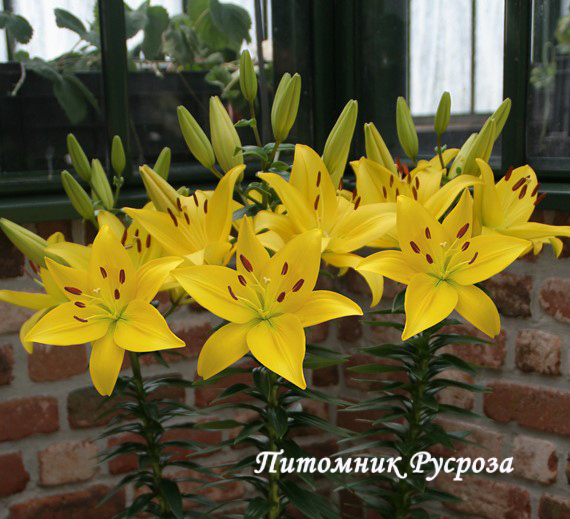 Лилия Азиатская 