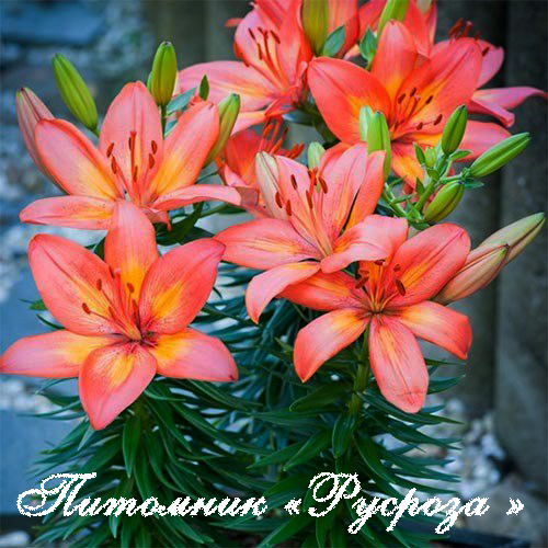 Лилия Азиатская 