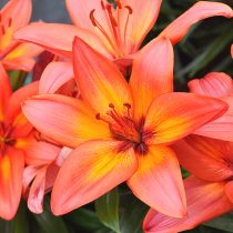 Лилия Азиатская 