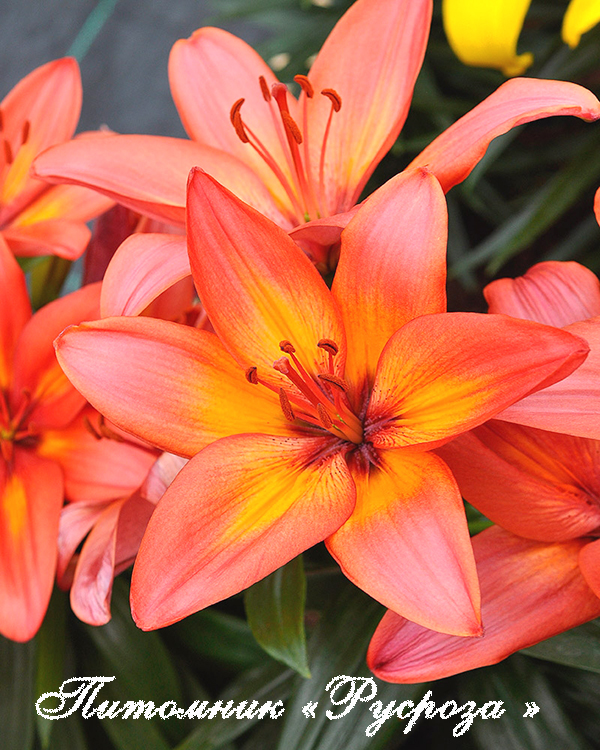 Лилия Азиатская 