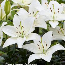 Лилия Азиатская 