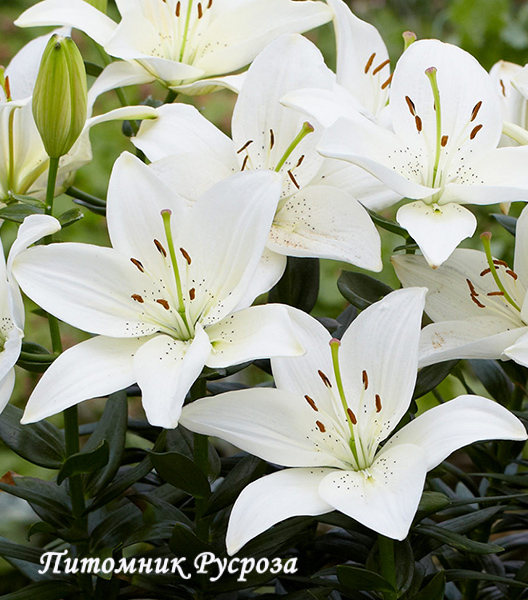 Лилия Азиатская 