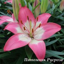 Лилия Азиатская 
