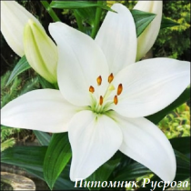 Лилия Азиатская 